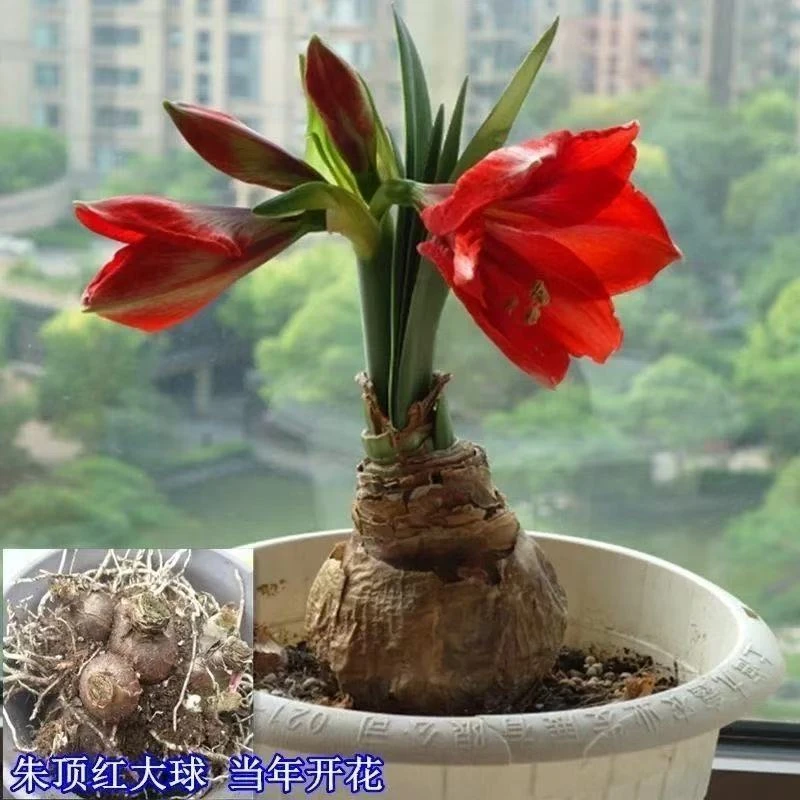 【新疆包邮】进口重瓣朱顶红种球室内外好养花卉盆栽植物庭院阳种植