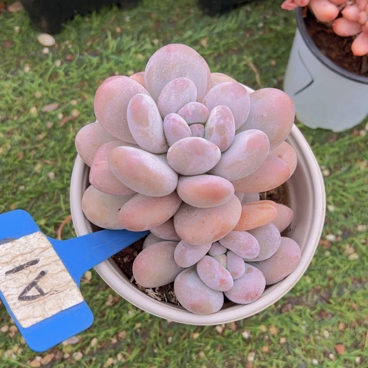 健健康康平平安安