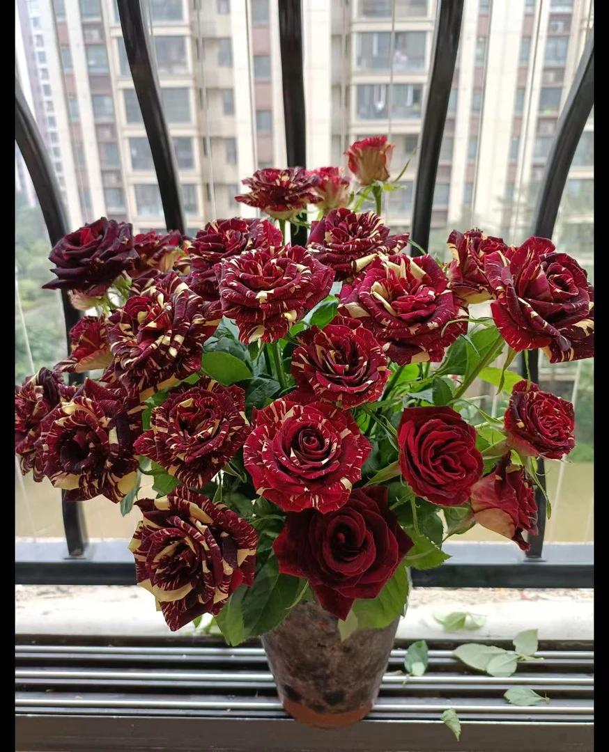 （流星雨）灌木条纹月季庭院阳台盆栽观花植物