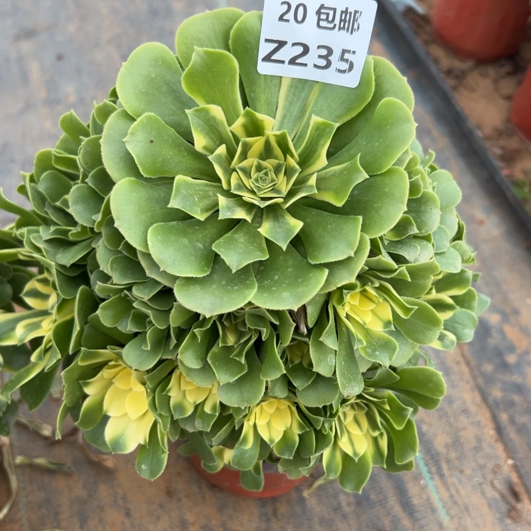 235新尼亚，多肉法师