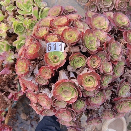 沉***雁多肉植物一个美金