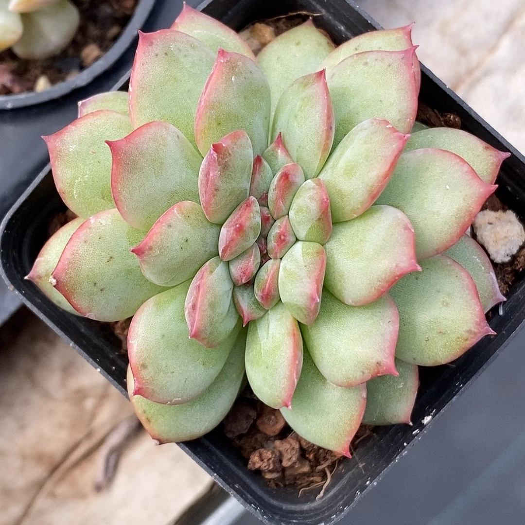 缀化30包邮非偏远