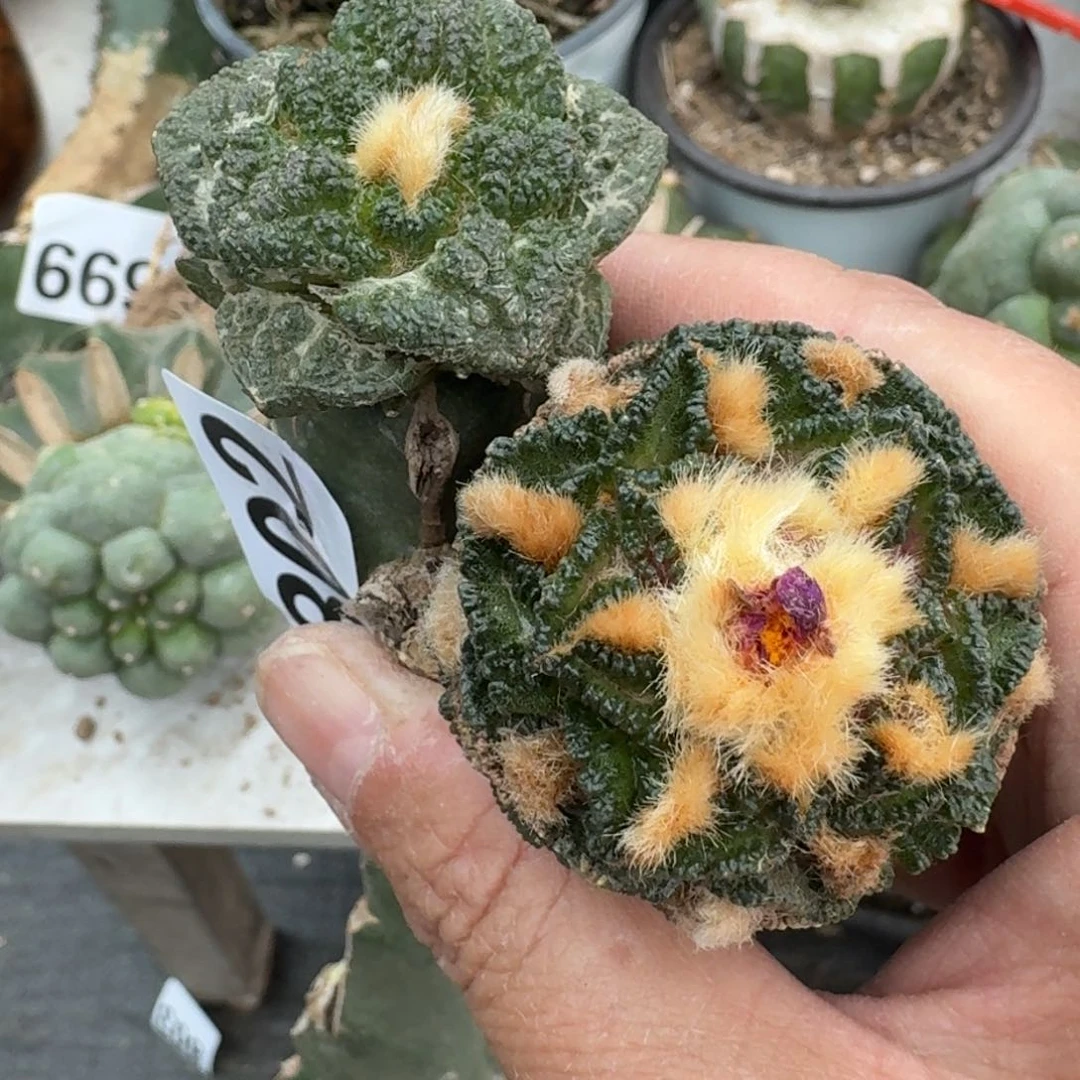 【闪购商品】辛顿哥斯拉组合福利802