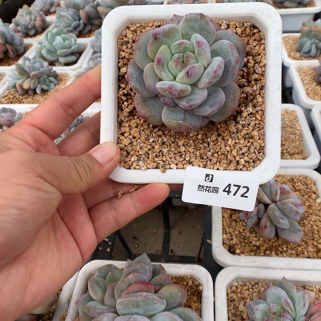 472梦露石化多肉植物66666