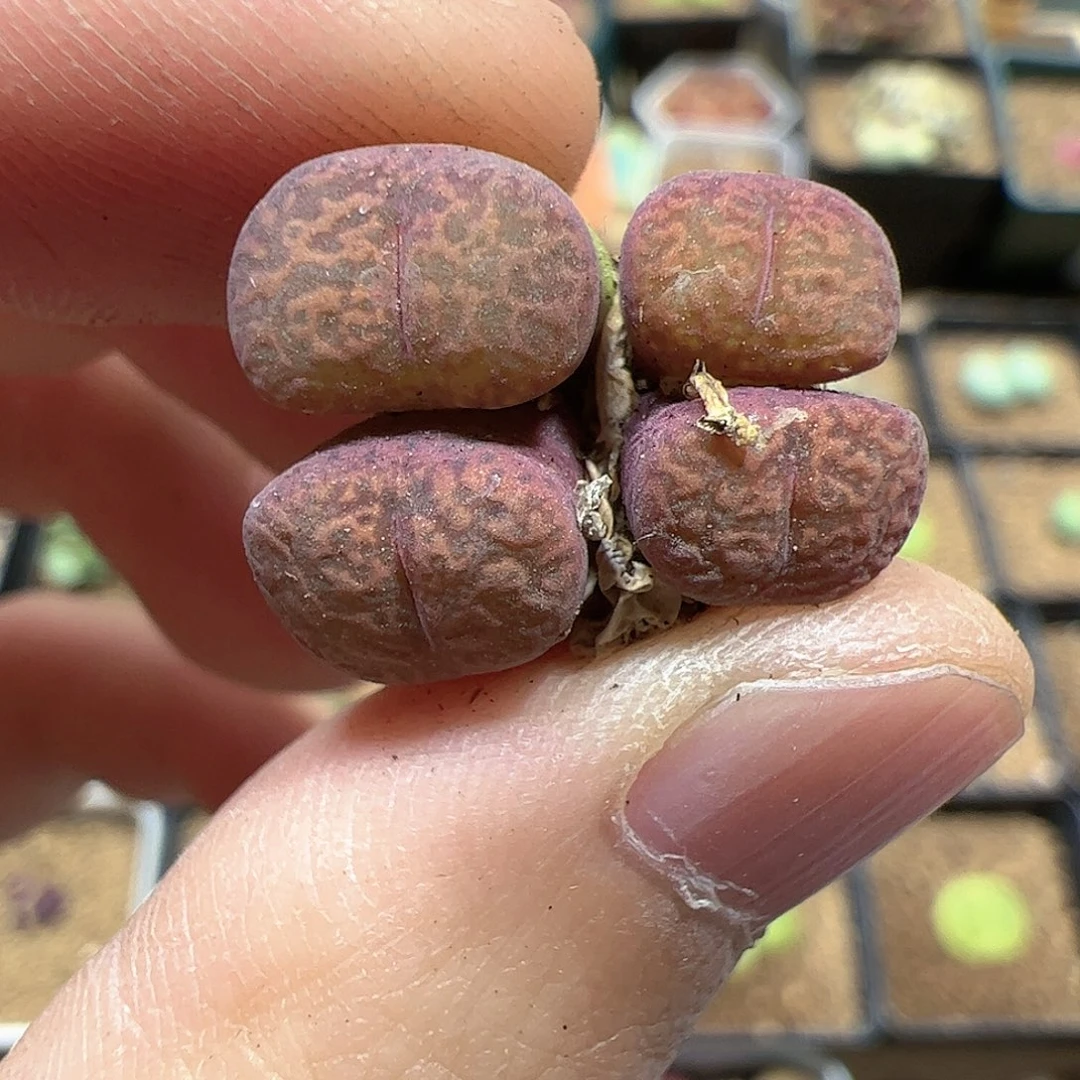 【闪购商品】85 勋章