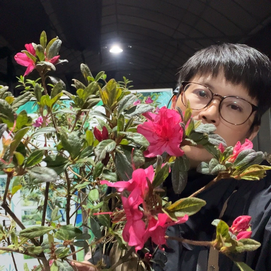 完全开放日舞一加仑杜鹃