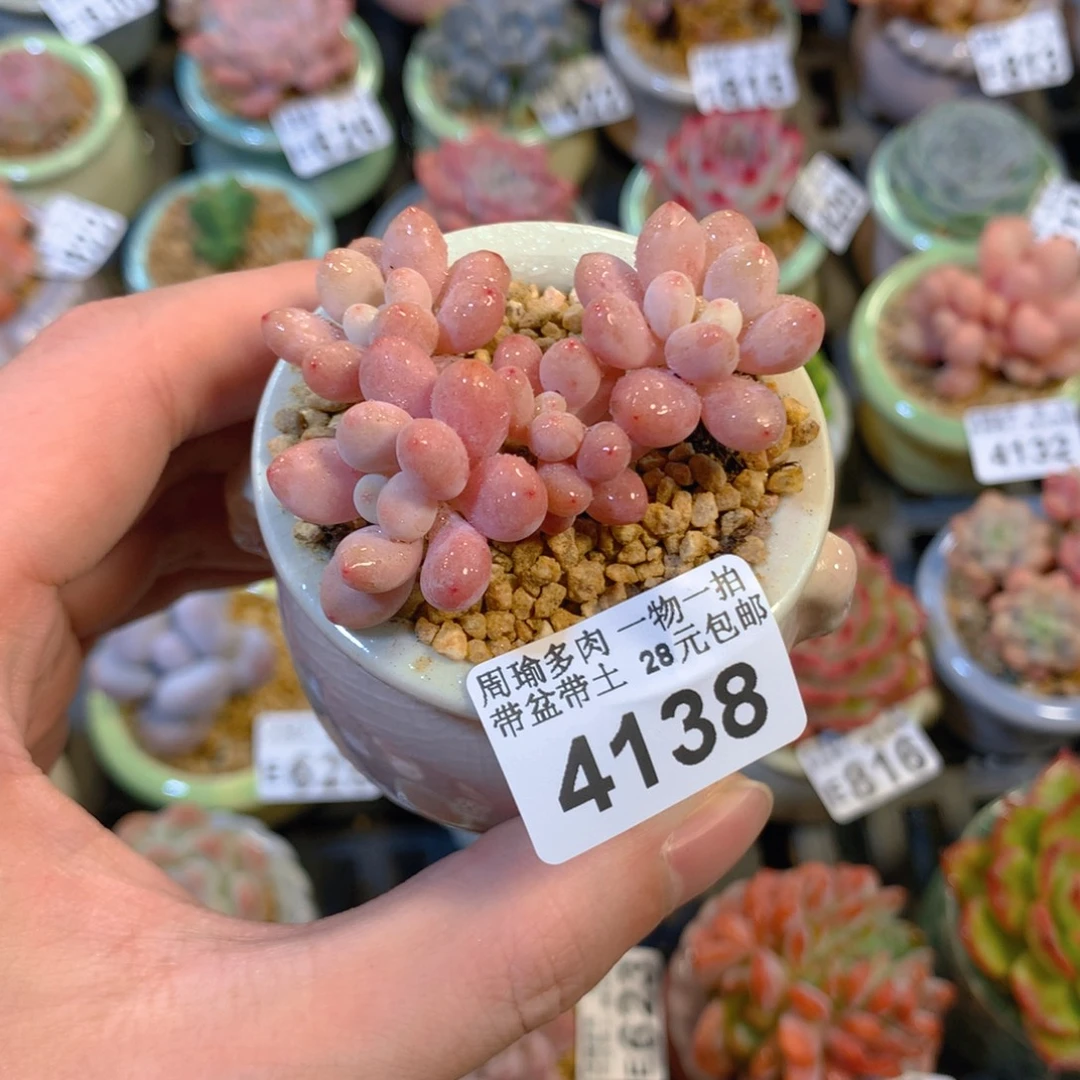 5厘米盆精控多肉4138