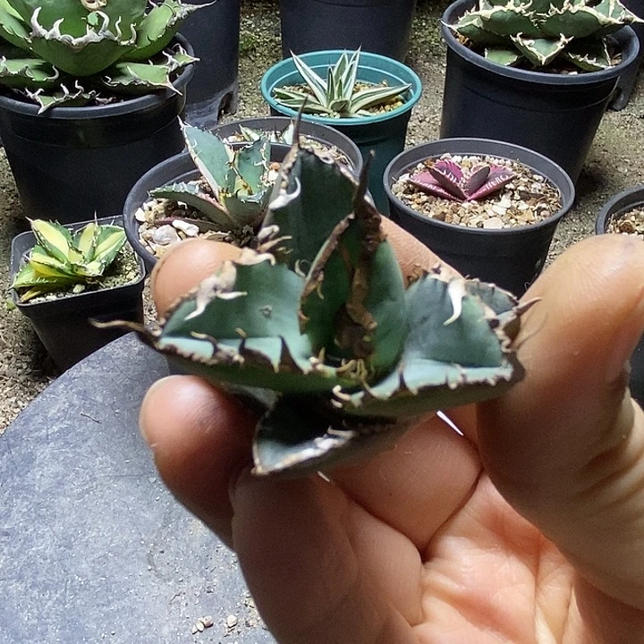 绿幽灵 顶芽有根点