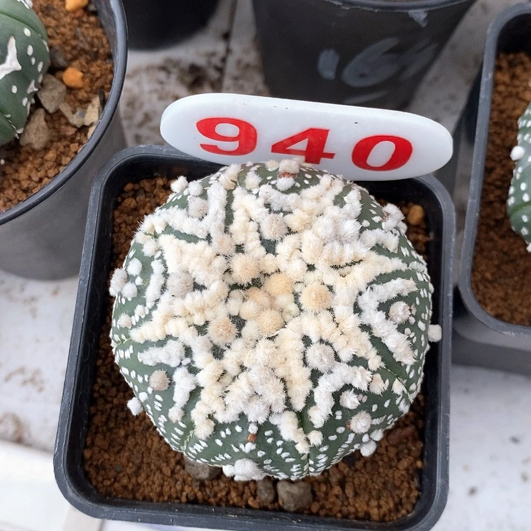 C***a940花园兜系列产品