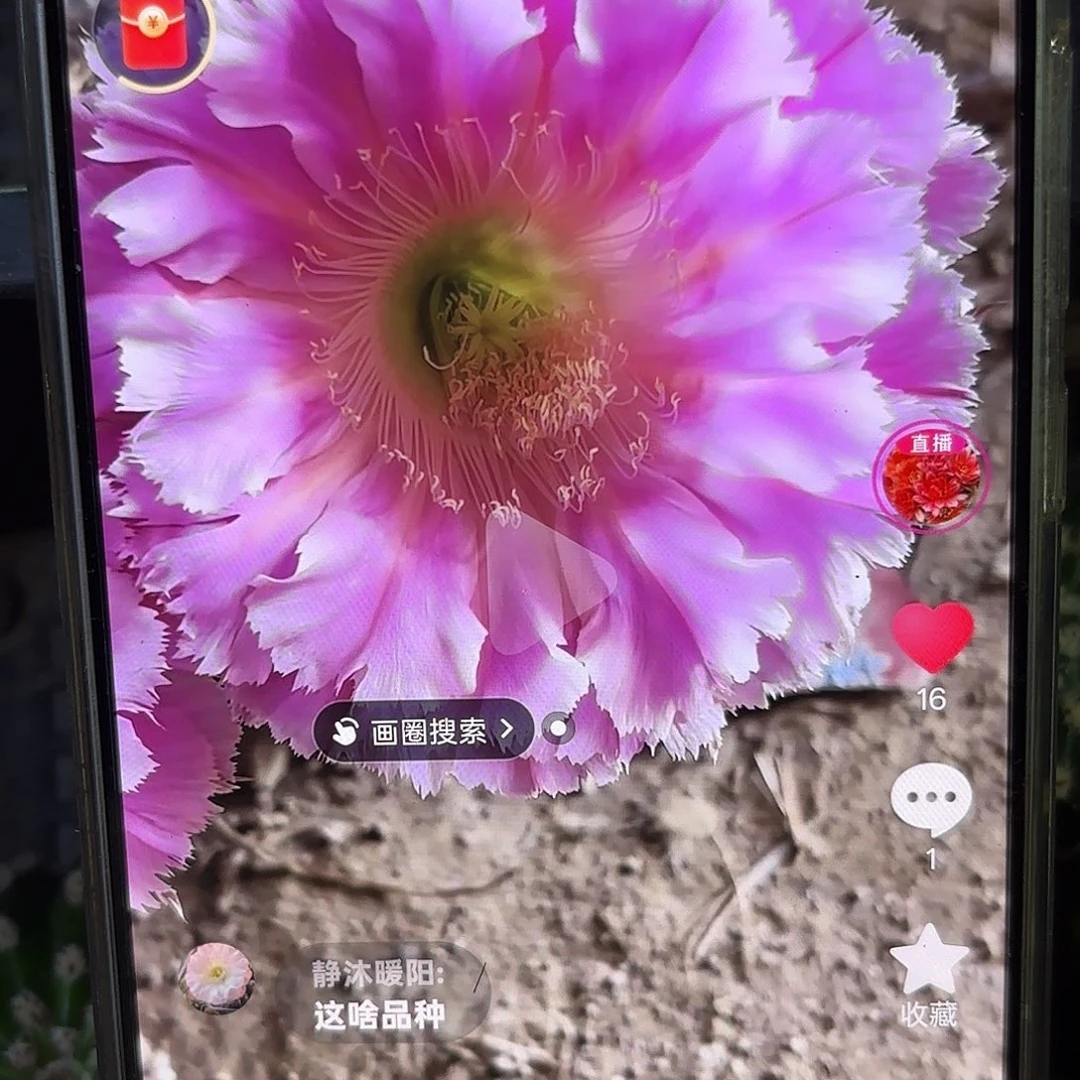 云端彩侧牙20包邮仙人球35