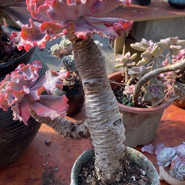 高莎整装无砍多肉