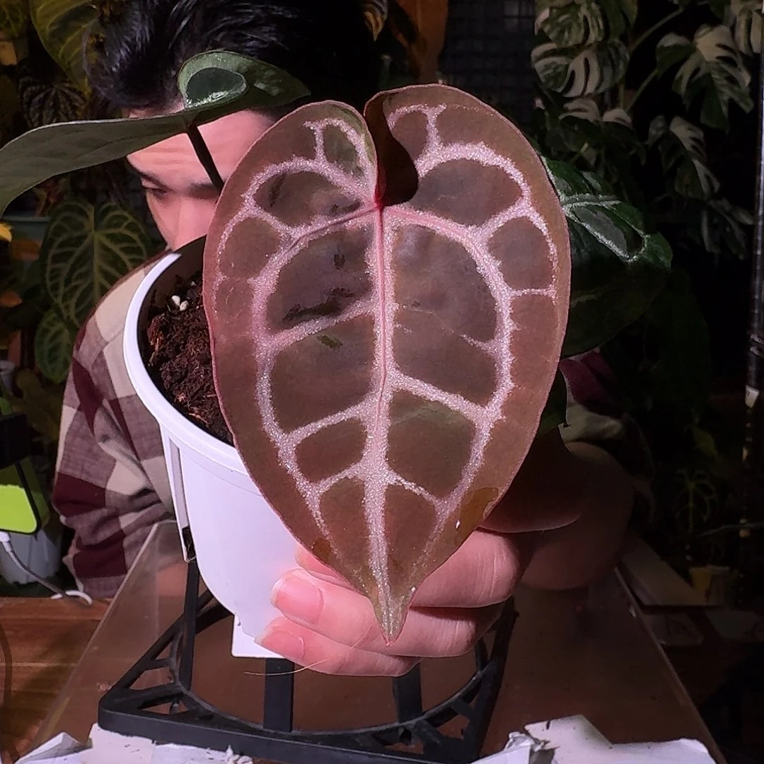 不开花植物G05红铜