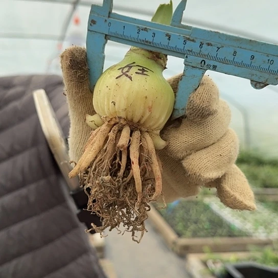 蒂卡女王5厘米带两个小侧 开花包对版