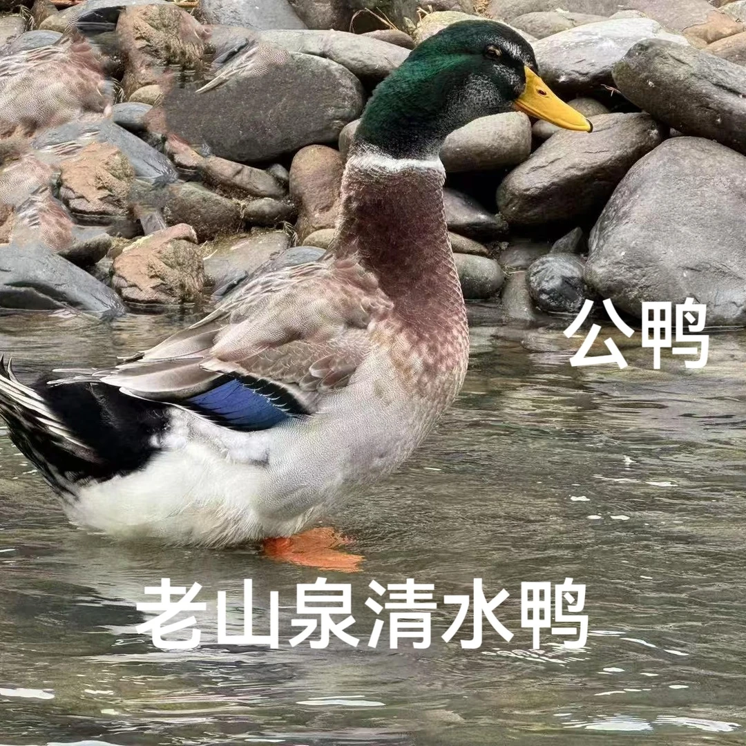 老山泉清水鸭自然放养130天从小吃小鱼小虾玉米公鸭4.5斤到5.5斤