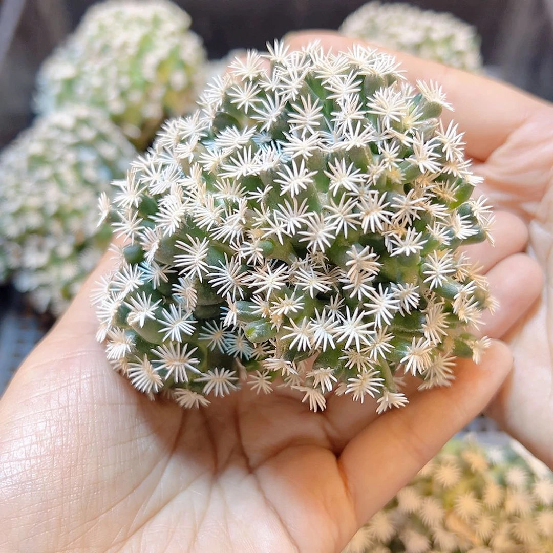 一代孤月丸无根8公分