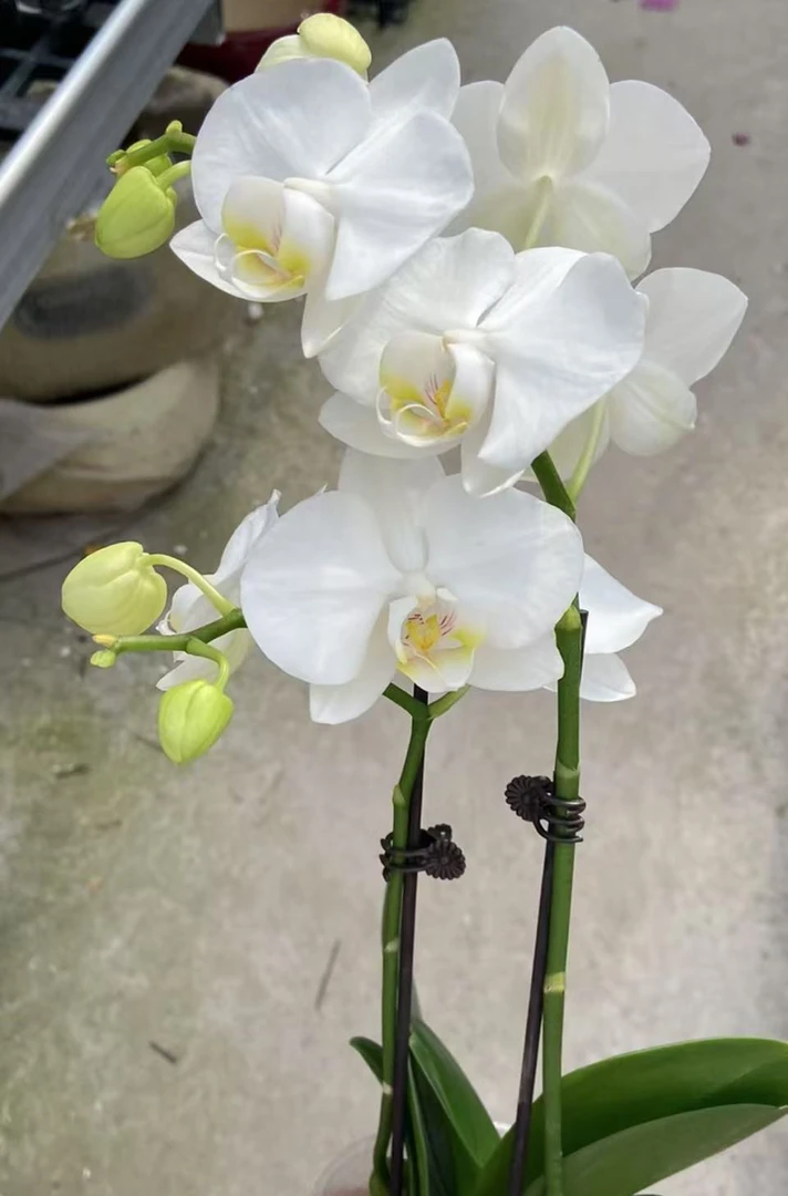 福利双剑阿玛蝴蝶兰 带花和花苞发货