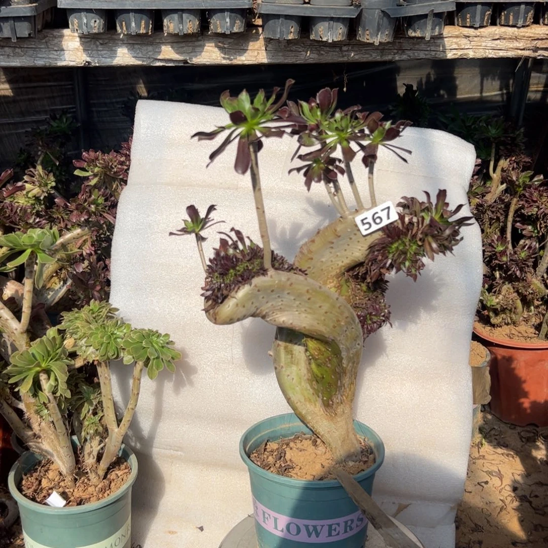 有伤翅膀567高度38厘米