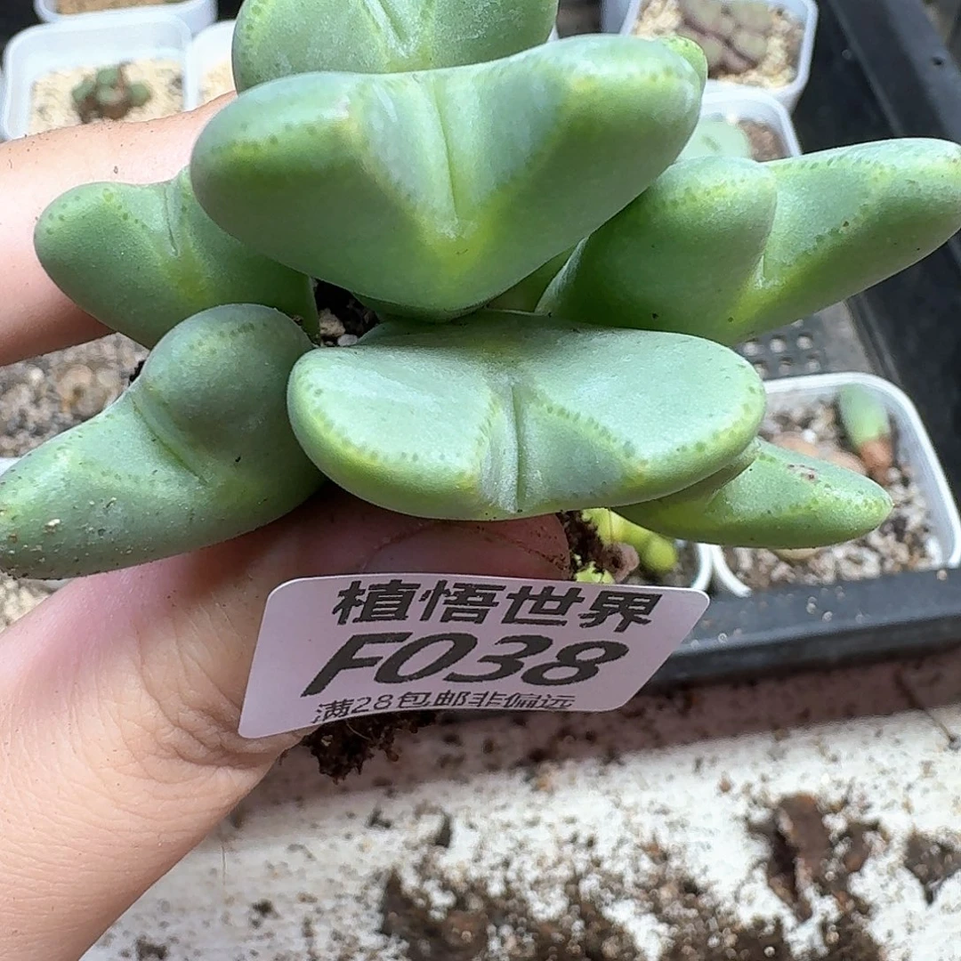 多肉植物的润泽地方