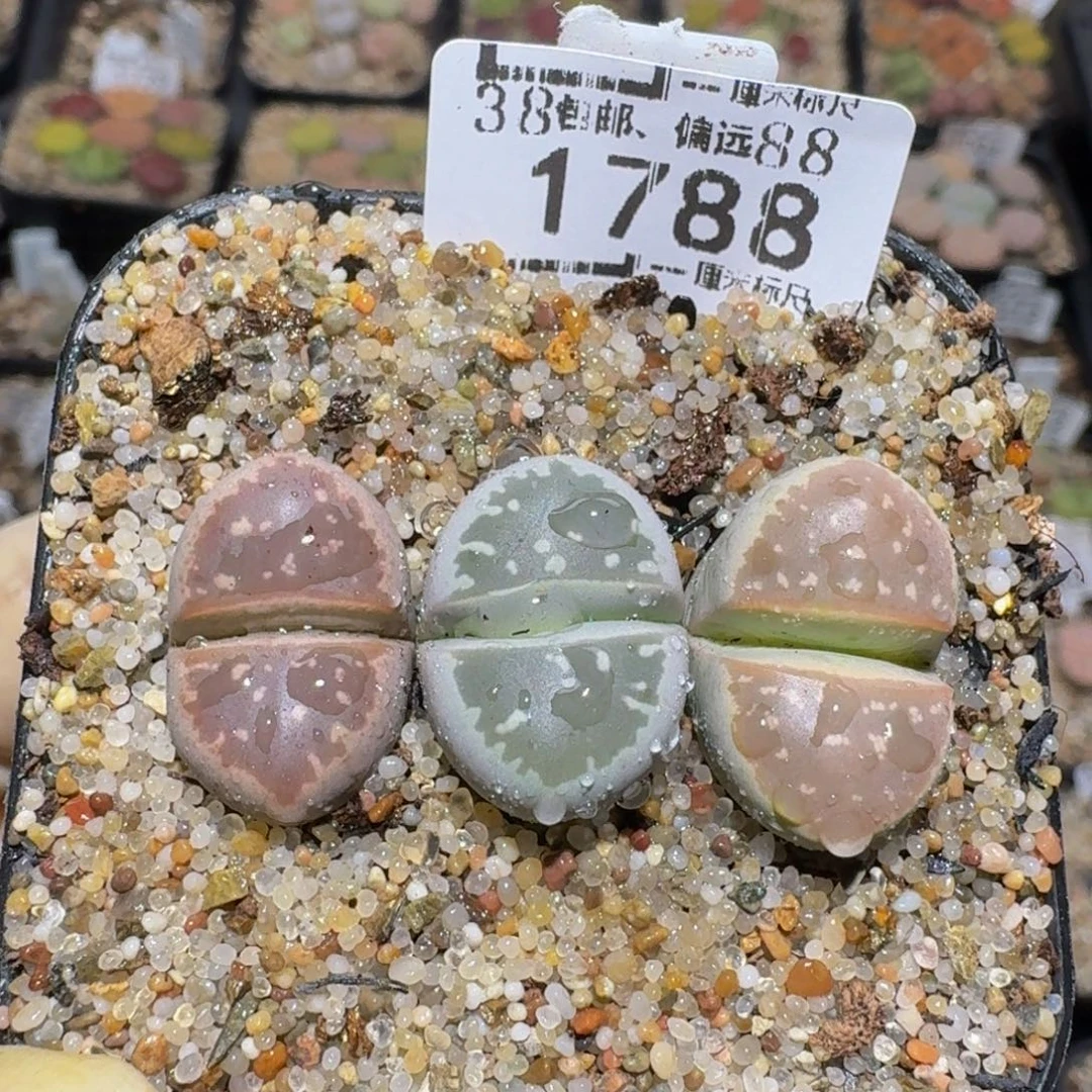 Zzzzz生石花肉锥1788