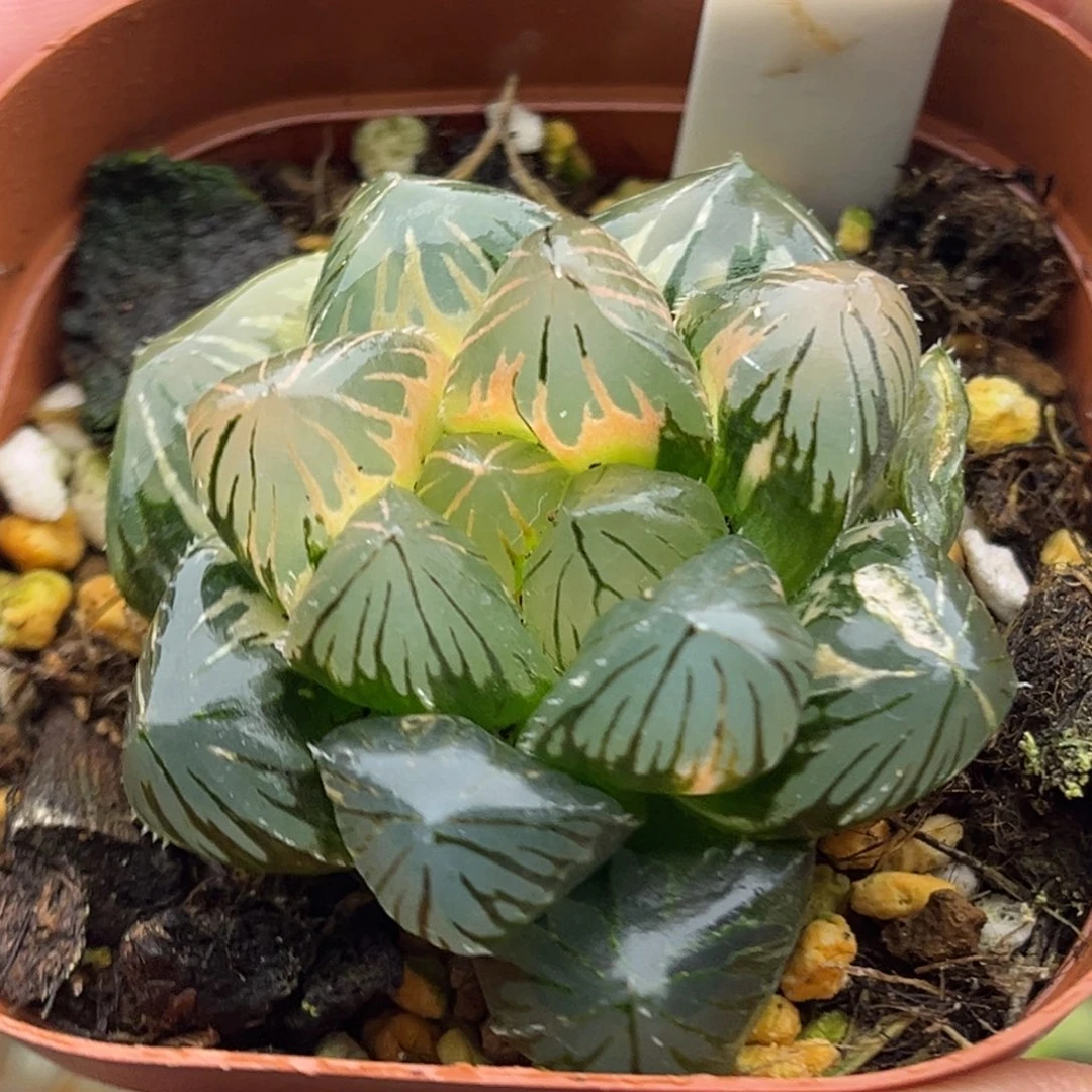 410紫王玉露锦头家多肉十二卷