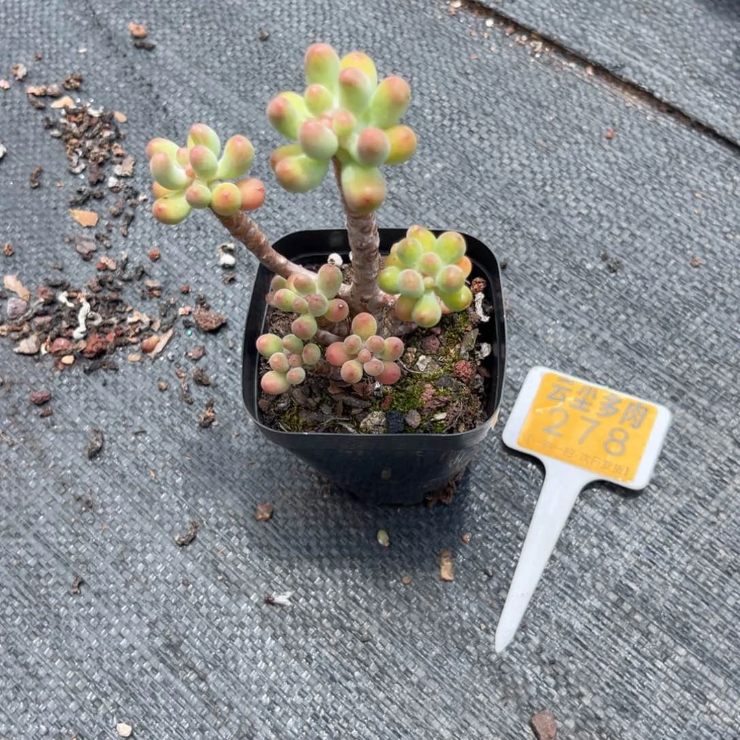 云尘多肉一物一拍278