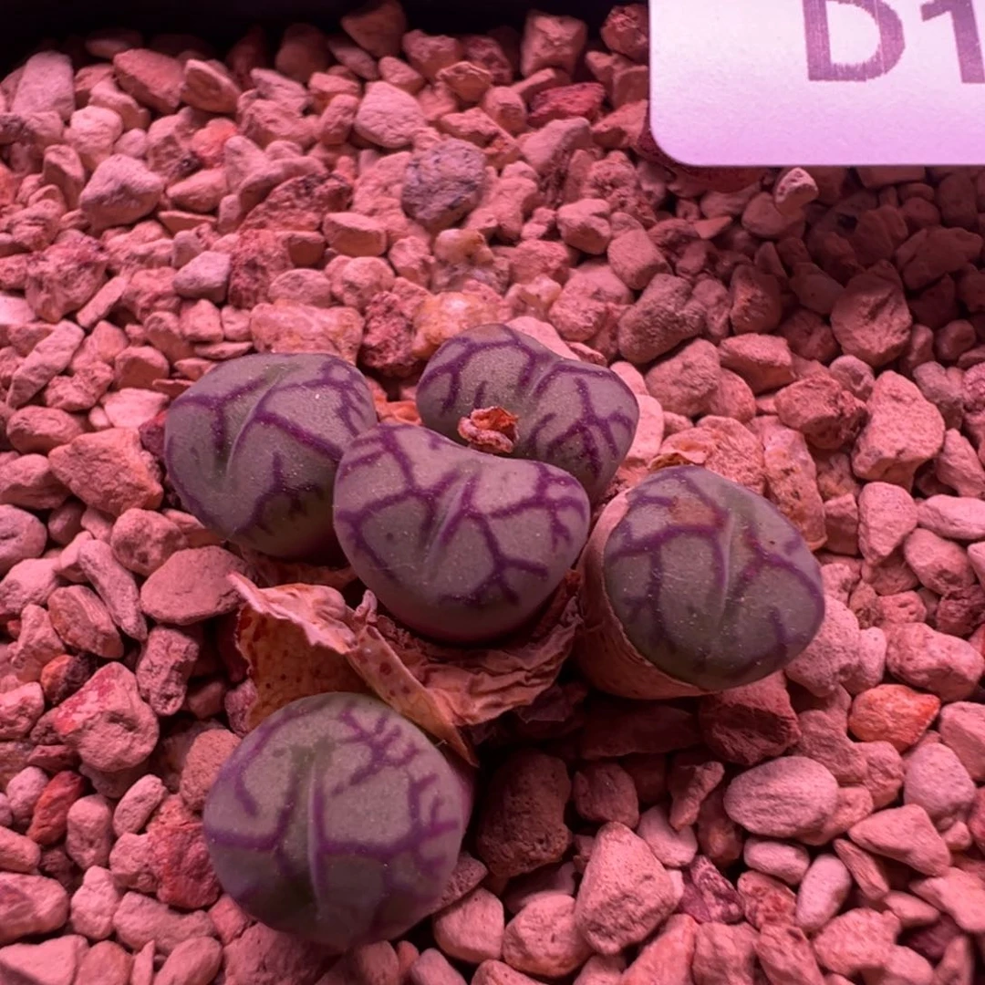 1630青蛙八重墨福利多肉植物