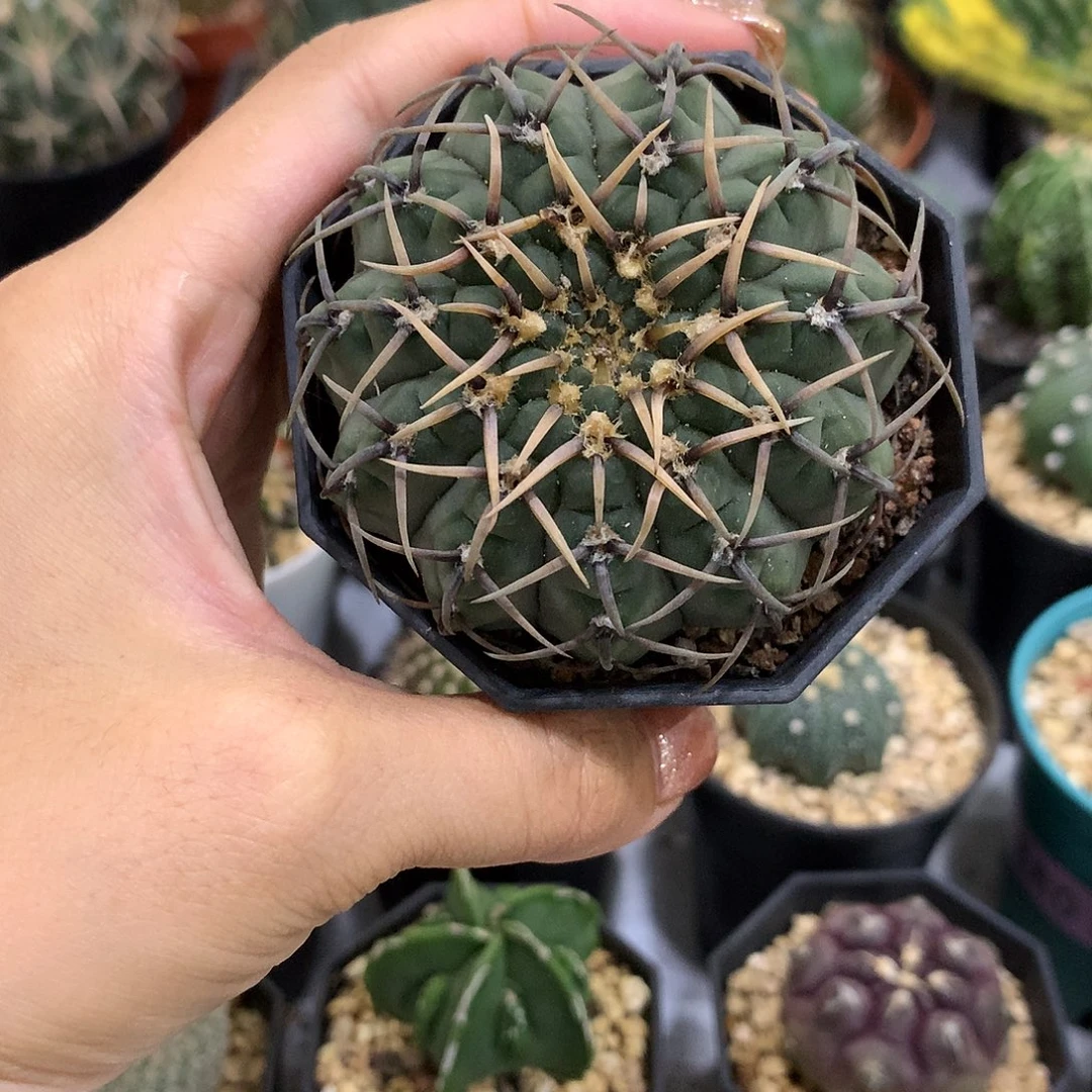 当前无花栽培后可以开花实生怪龙丸