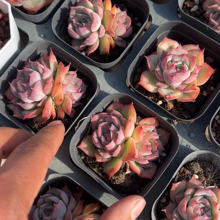 侧影单双混2颗量拍多肉满20包邮下午发