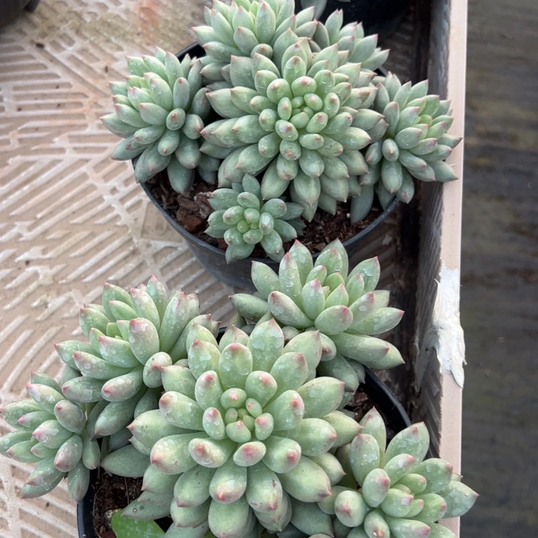 岩字多肉群多肉植物20