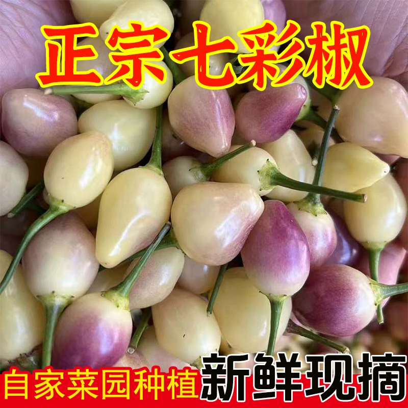新鲜七彩椒饱满现摘发货农家产品健康腌制多种风味灯笼椒整箱包邮
