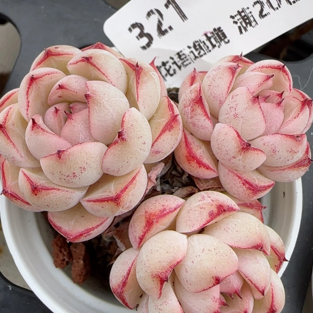 花语逸境0209-321