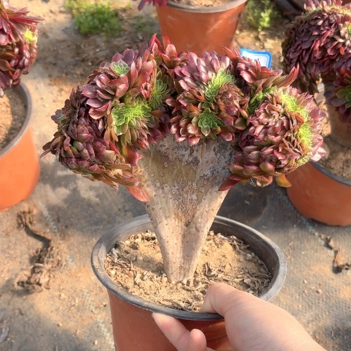 嘉年华缀化1741法师多肉