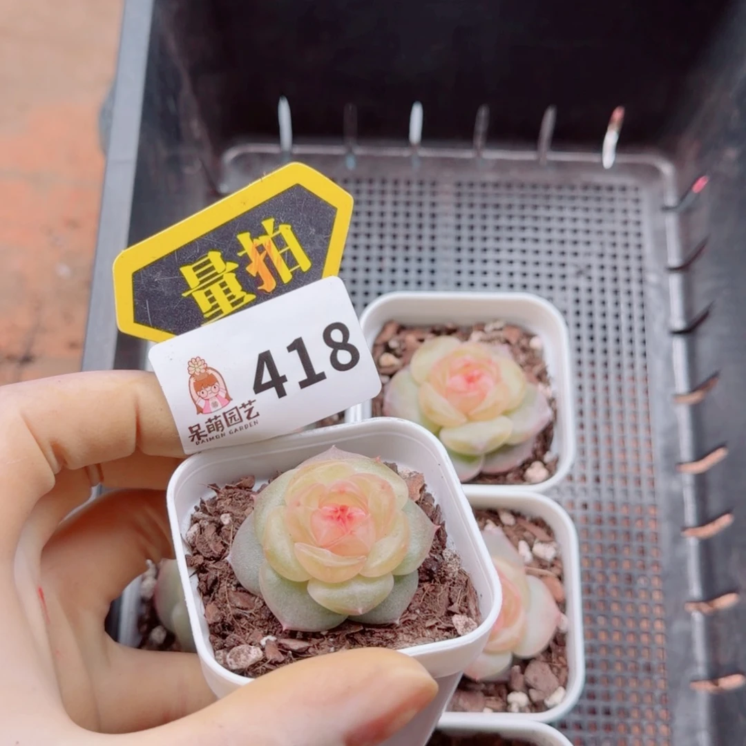 多肉植物多肉植物