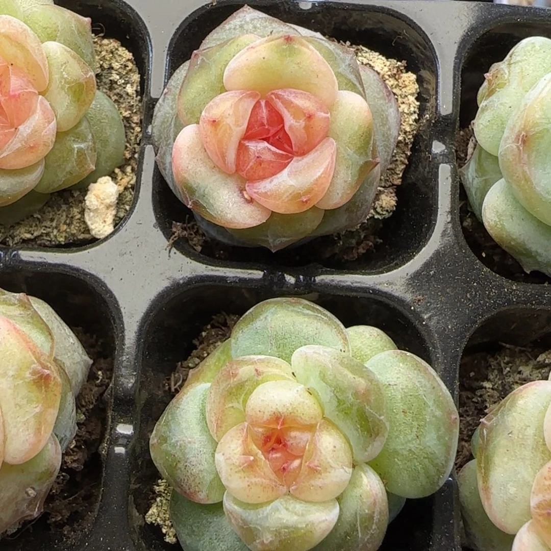 【满29包邮非偏远】716两颗