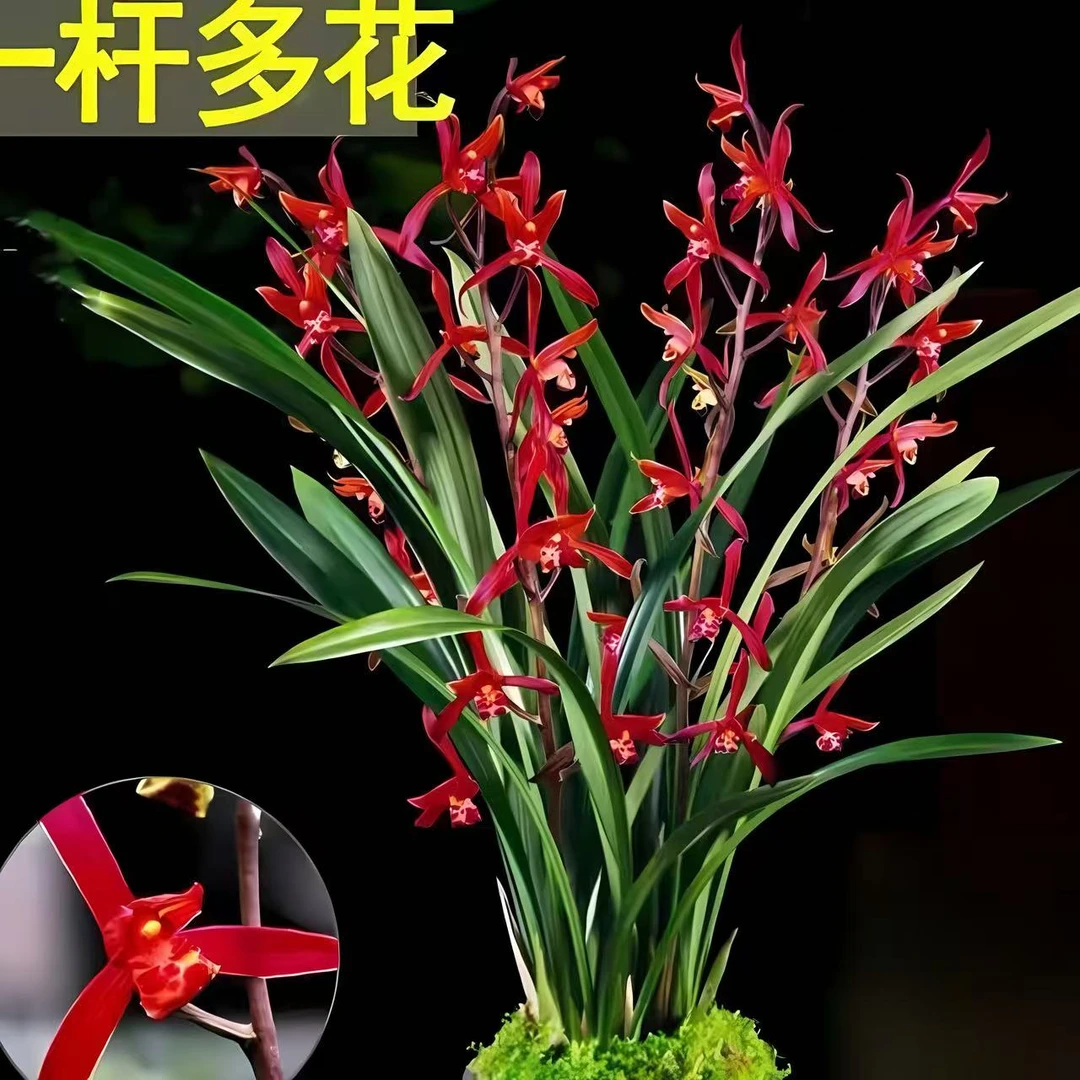 浓香墨兰古风花盆栽好六-八苗室内阳台兰花绿植盆栽