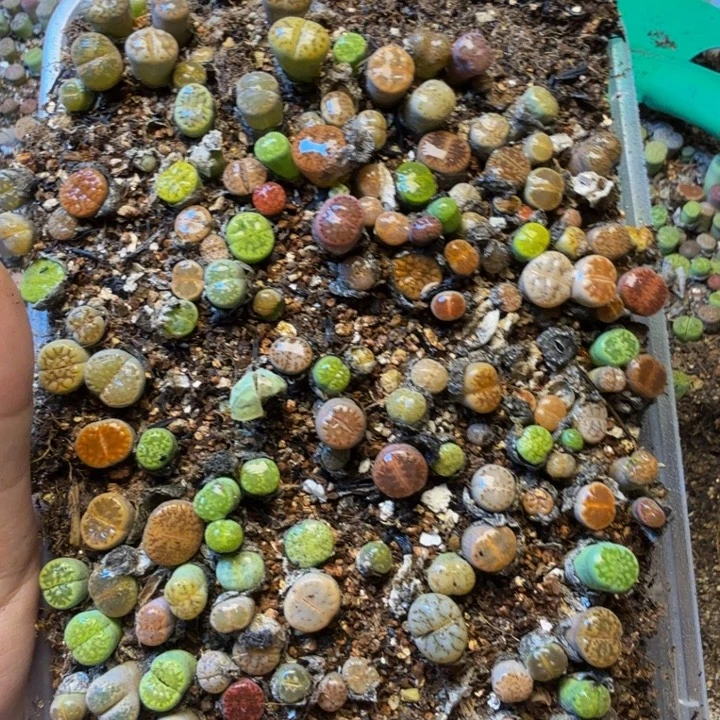 用***4多肉葡萄的季节性好U