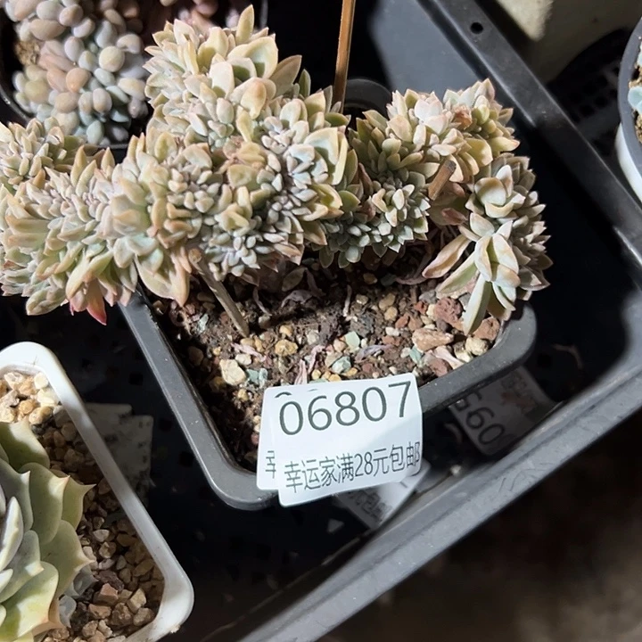 幸运的是我还没遇到你呢