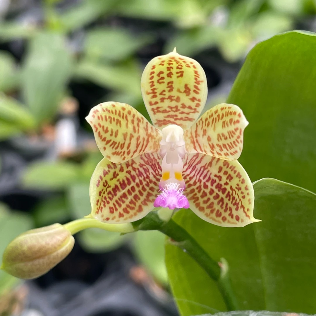 2.5寸蓝爪哇交蓝柯宁-抽梗苗 原生蝴蝶兰蝴蝶兰花