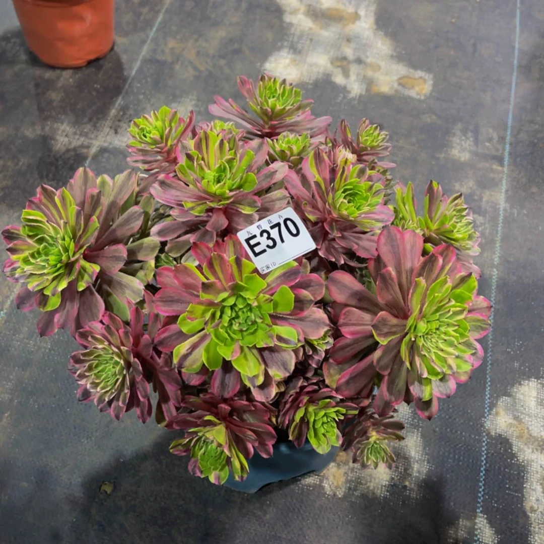 【闪购商品】37000