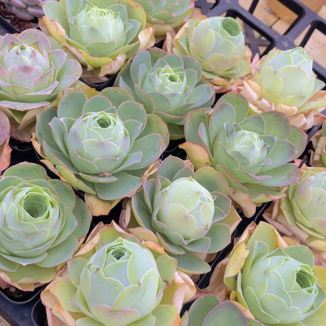 299号 新品山地玫瑰单头一个