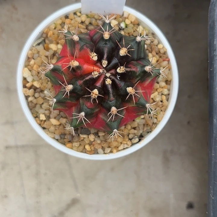 寶**虎89-0526泰国发货多肉