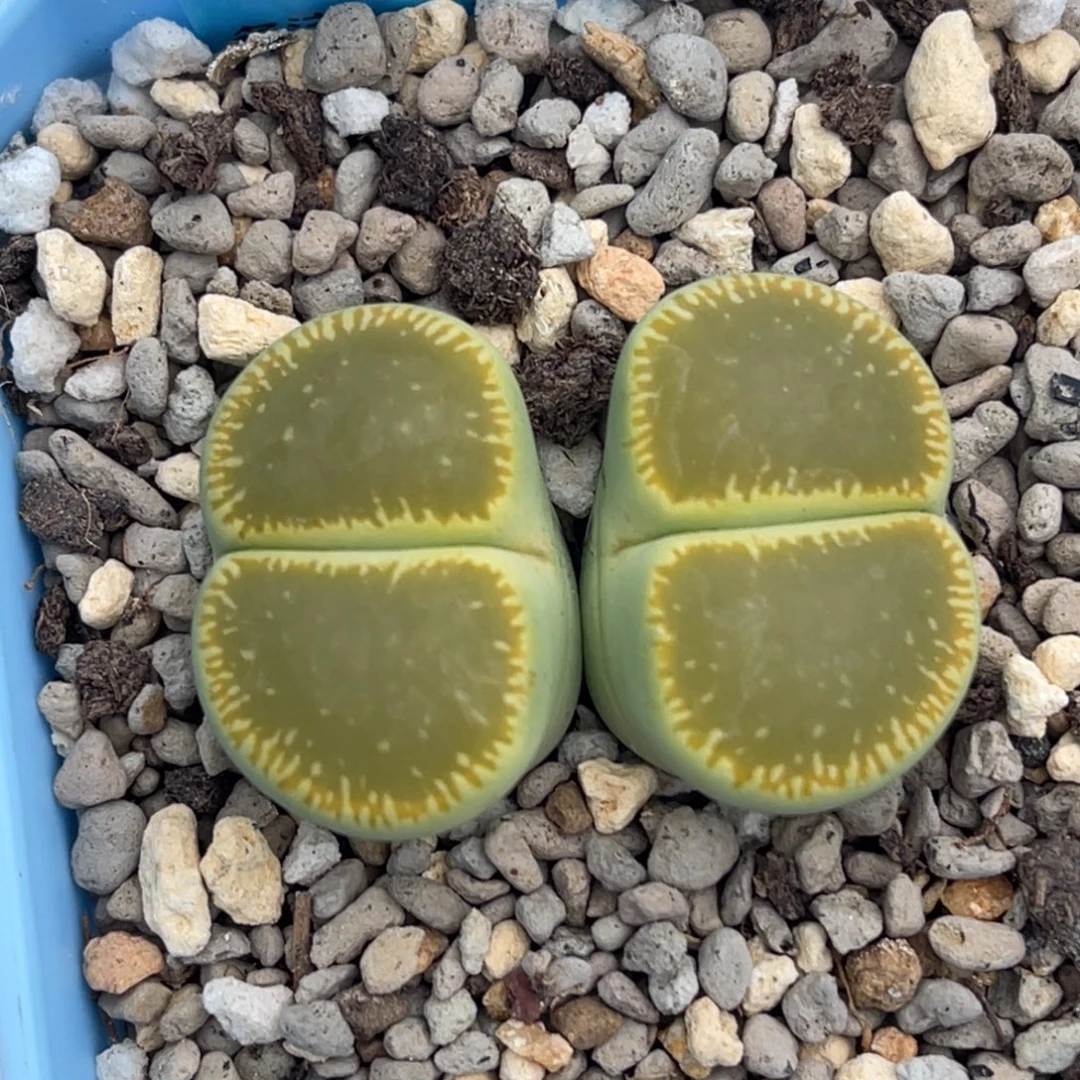 7726双头绿光阳一颗