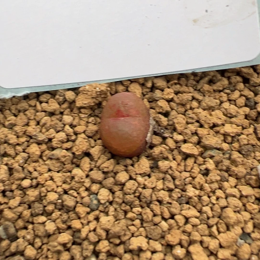 23-84肉锥多肉植物