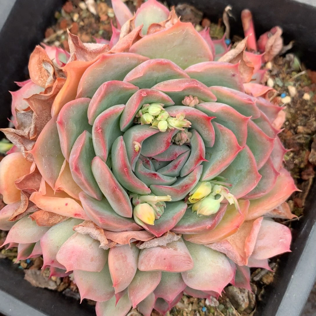 5778杂交多肉植物