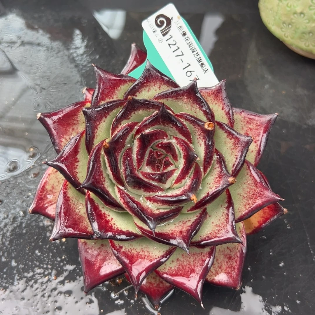 从前慢花园多肉编号1217-167