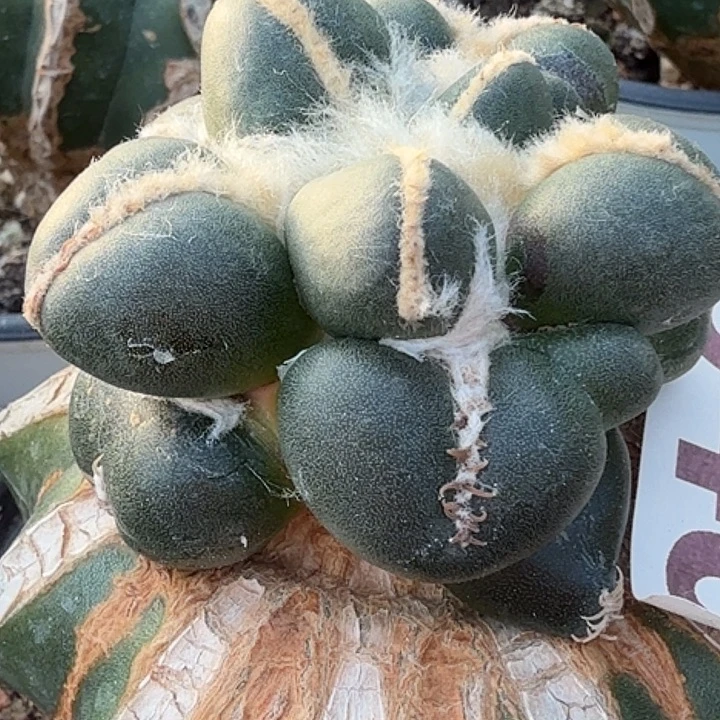 无花朵苗接葡萄蛋543