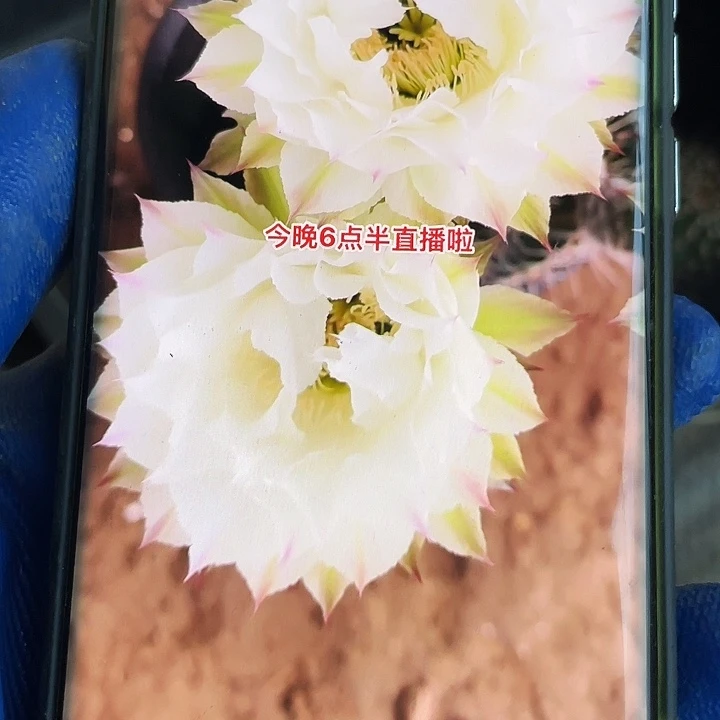 月光倾城4公分歪侧芽满18包邮