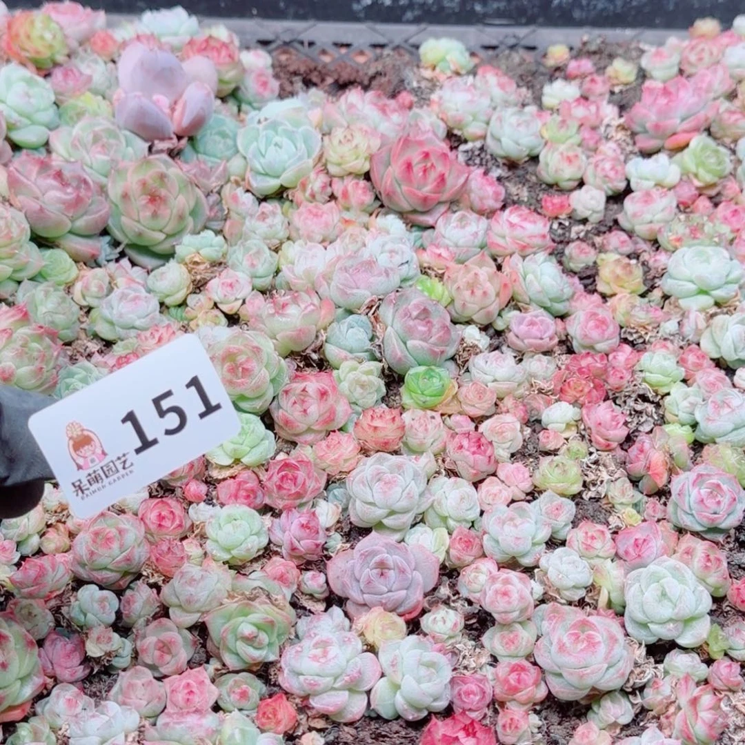 岁****多肉植物多肉植物