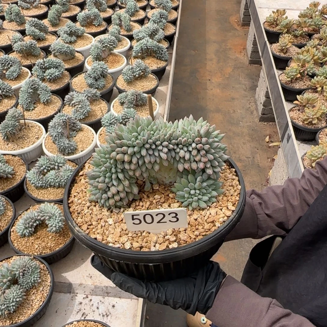 橙***ᐝ所罗门缀。 5023号。