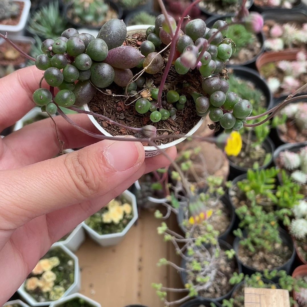 555紫玄月（满18元包邮）